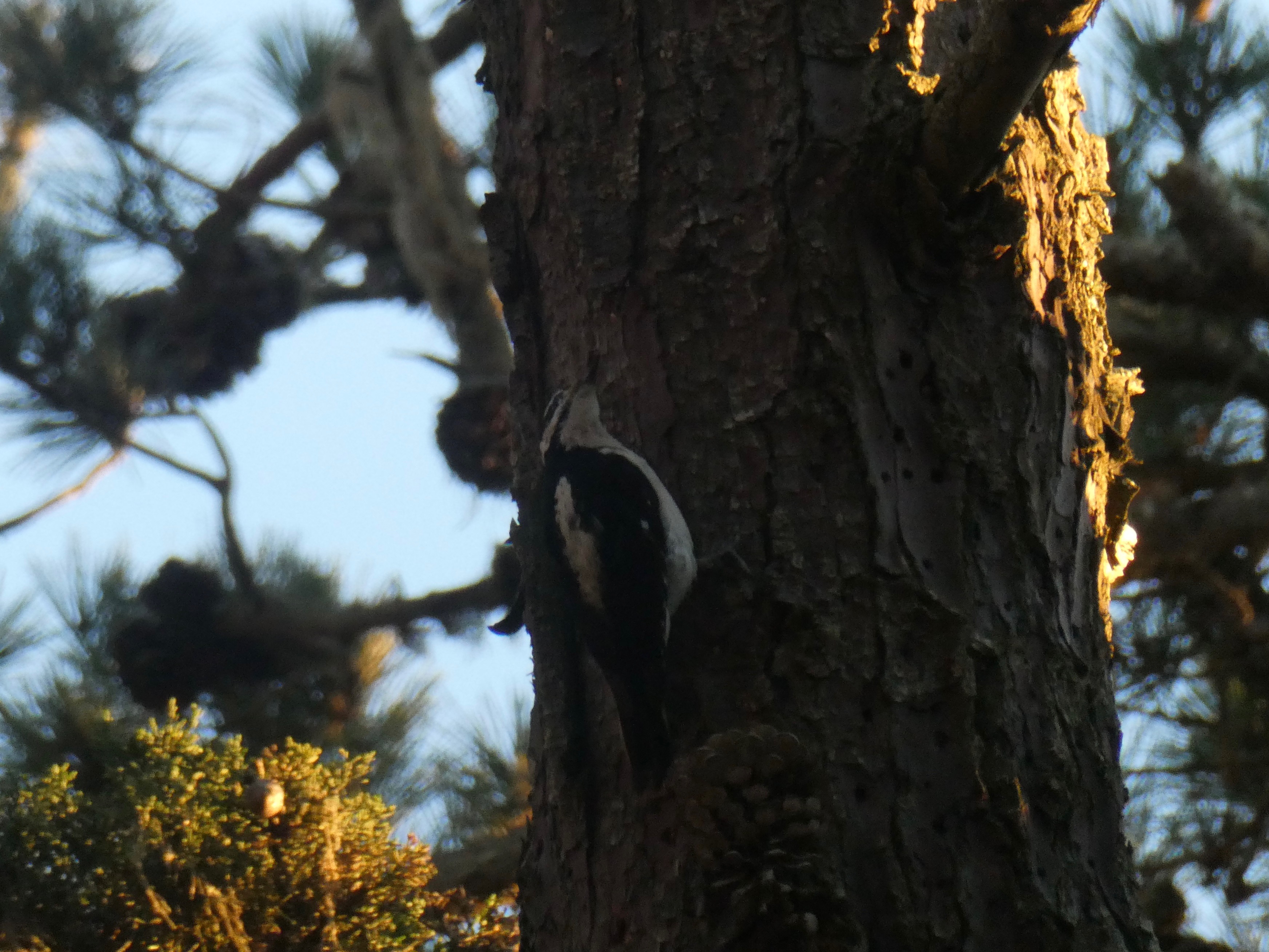 Hairy Woodpecker on a tree